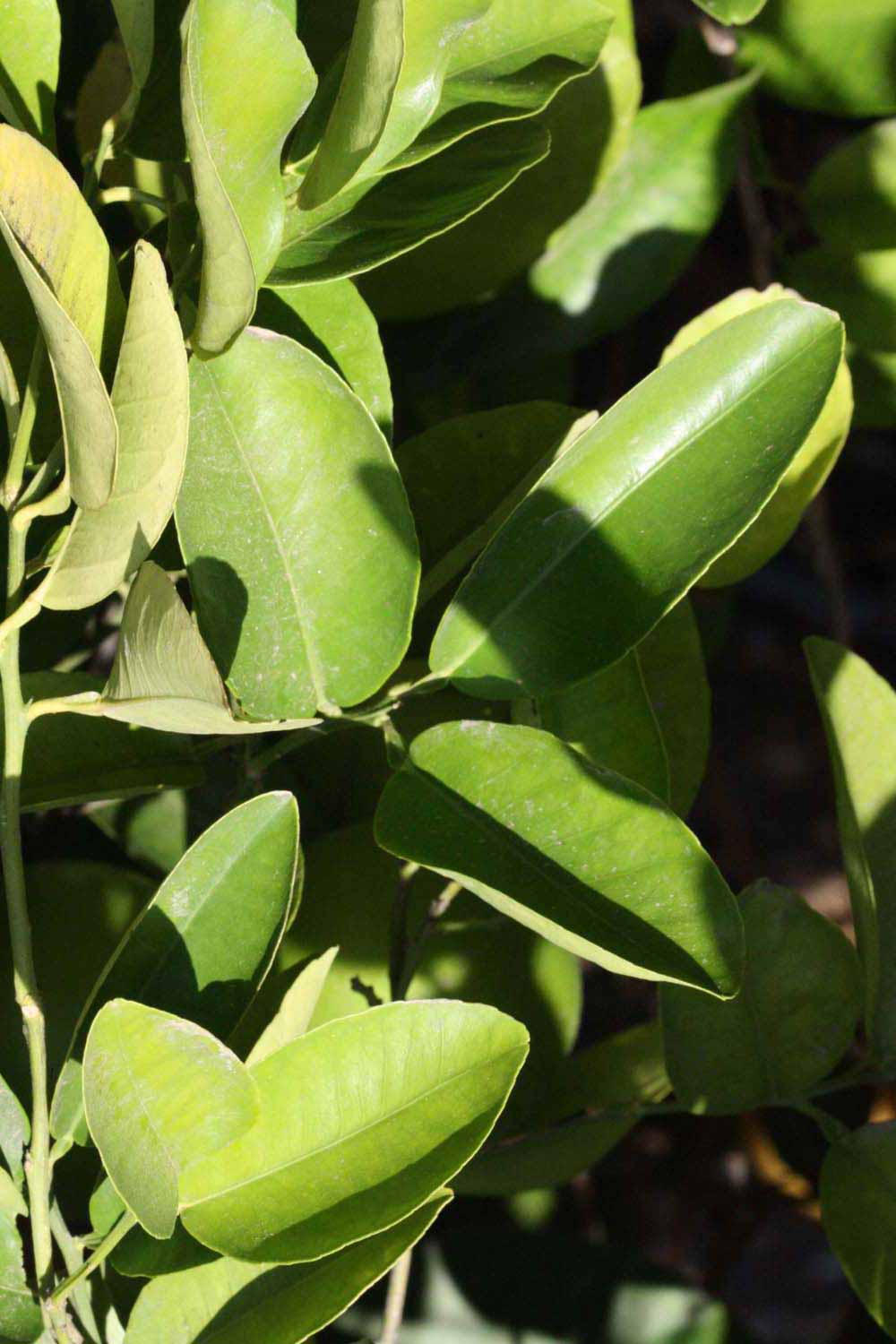              Sun leaves (Riverside, CA)       